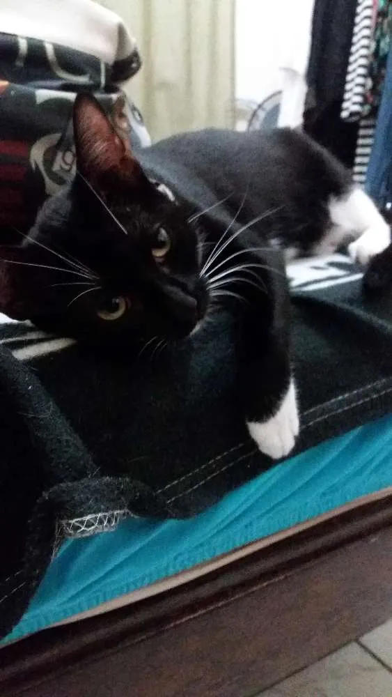 Gato raça  idade 7 a 11 meses nome Julietta