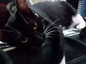 Gato raça  idade 7 a 11 meses nome Julietta