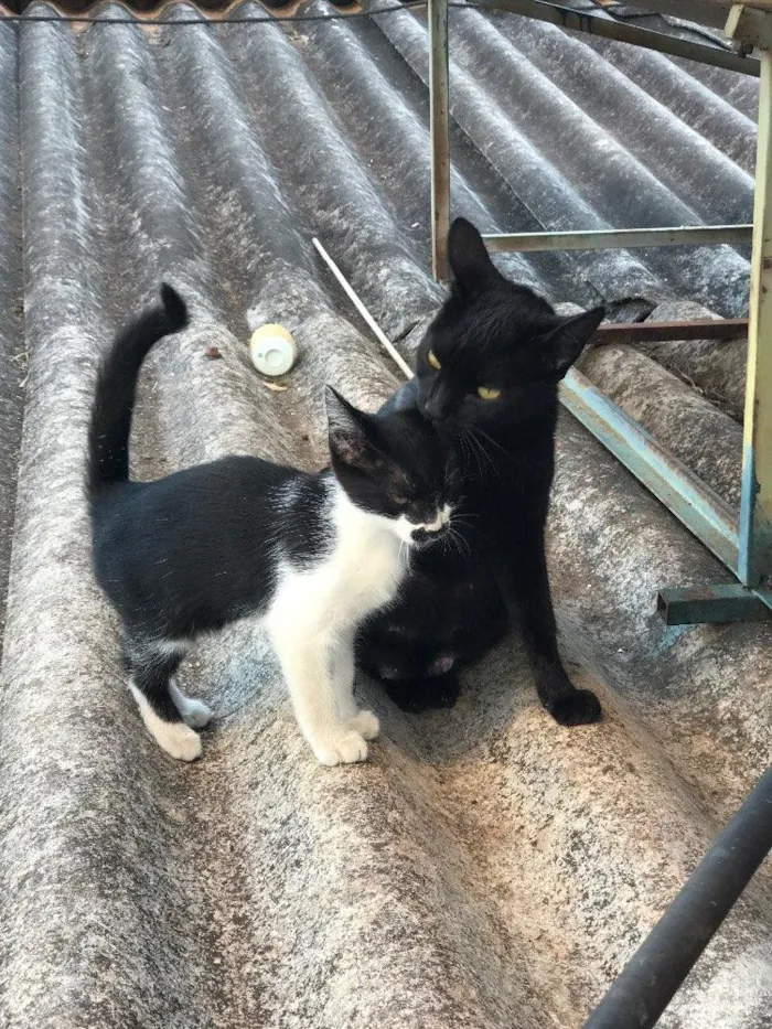 Gato ra a  idade Abaixo de 2 meses nome Pablo/Frajola/Laura