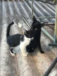 Pablo/Frajola/Laura