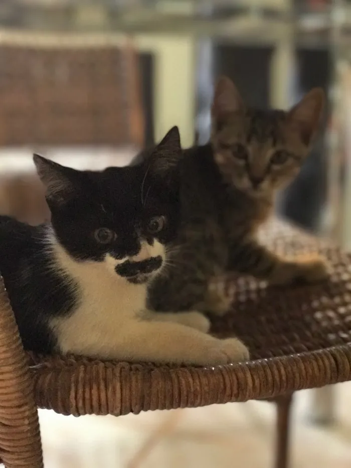 Gato ra a  idade Abaixo de 2 meses nome Pablo/Frajola/Laura