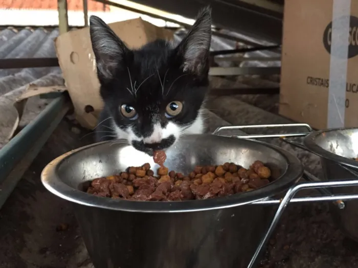 Gato ra a  idade Abaixo de 2 meses nome Pablo/Frajola/Laura