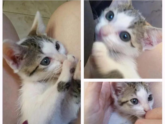 Gato ra a Sem raça definida  idade Abaixo de 2 meses nome Guerreiro,  Arya e John