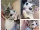 Gato raça Sem raça definida  idade Abaixo de 2 meses nome Guerreiro,  Arya e John