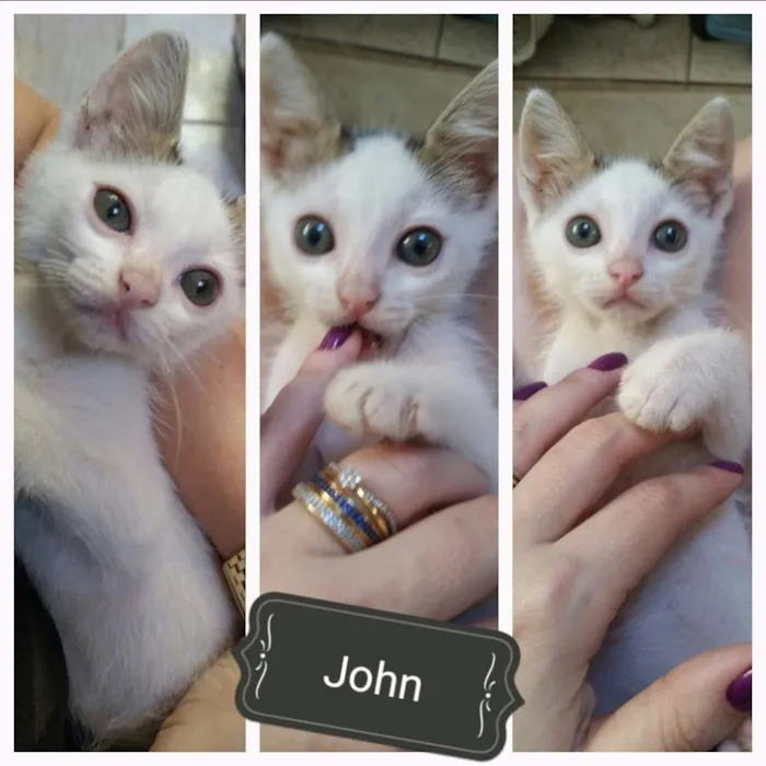 Gato ra a Sem raça definida  idade Abaixo de 2 meses nome Guerreiro,  Arya e John