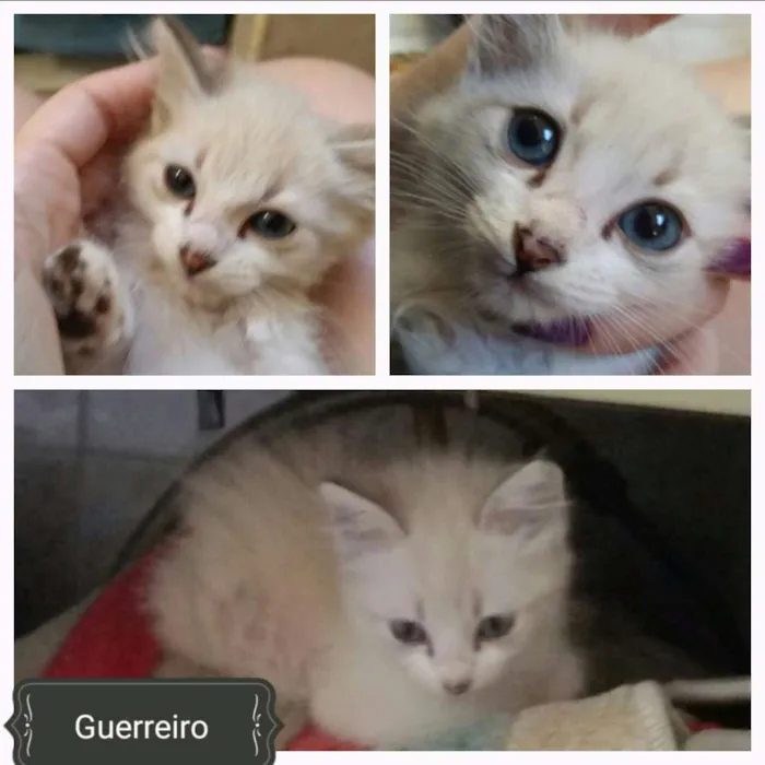 Gato ra a Sem raça definida  idade Abaixo de 2 meses nome Guerreiro,  Arya e John
