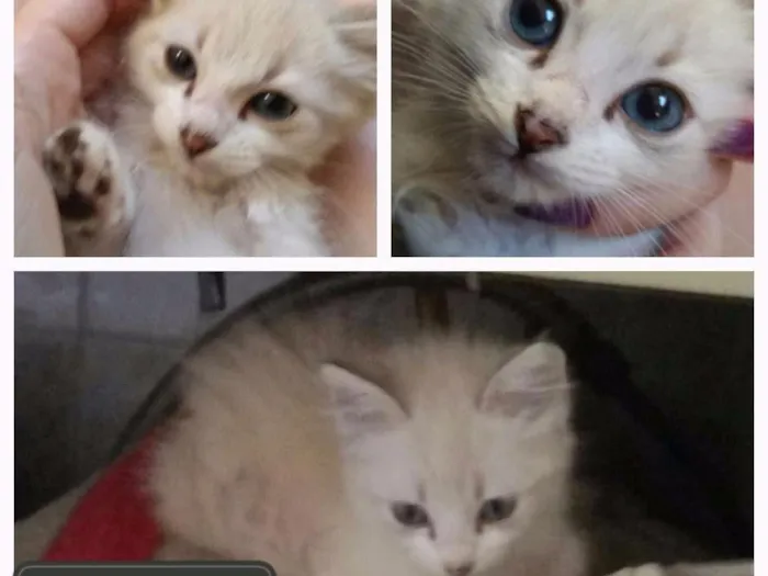 Gato ra a Sem raça definida  idade Abaixo de 2 meses nome Guerreiro,  Arya e John
