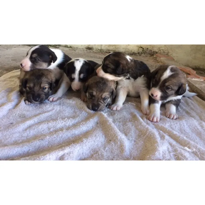 Cachorro ra a Vira lata  idade Abaixo de 2 meses nome Cachorrinhos 