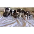 Cachorrinhos