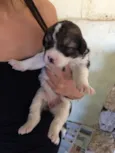Cachorrinhos