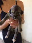 Cachorrinhos