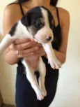 Cachorrinhos