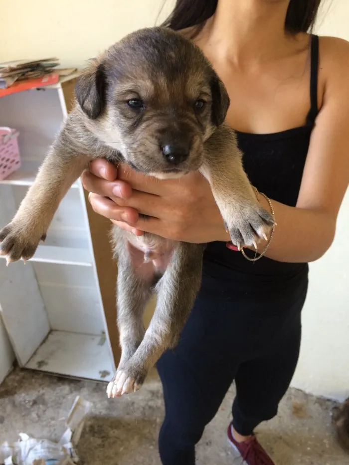 Cachorro ra a Vira lata  idade Abaixo de 2 meses nome Cachorrinhos 