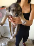 Cachorrinhos