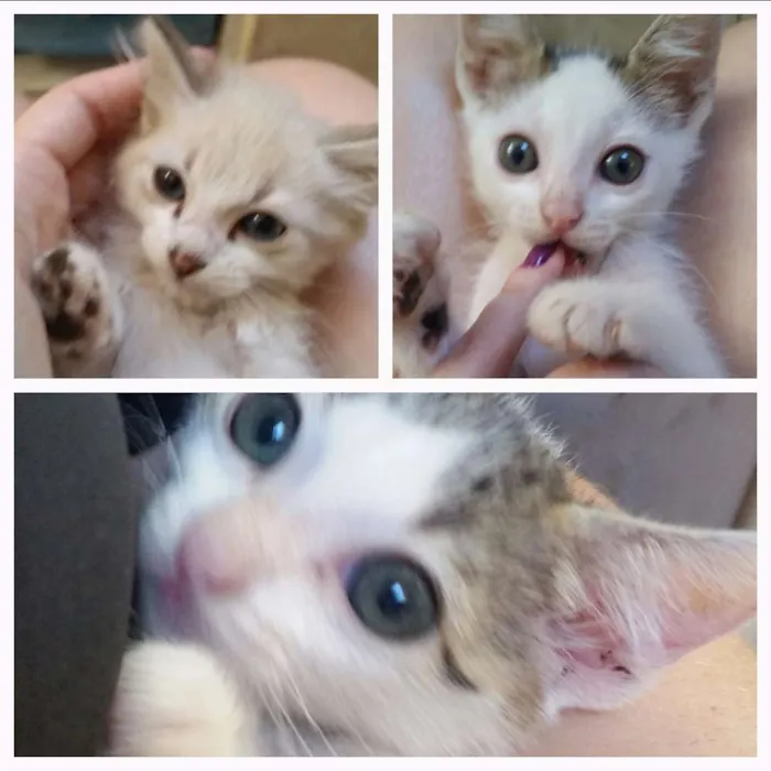 Gato ra a Sem raça definida  idade Abaixo de 2 meses nome Guerreiro,  Arya e John