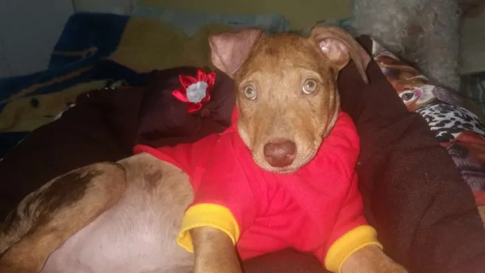 Cachorro ra a  idade 2 a 6 meses nome Ray