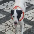 Belinha