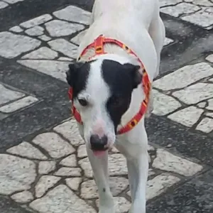 Gato raça SRD idade 1 ano nome Belinha