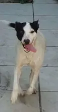 Belinha