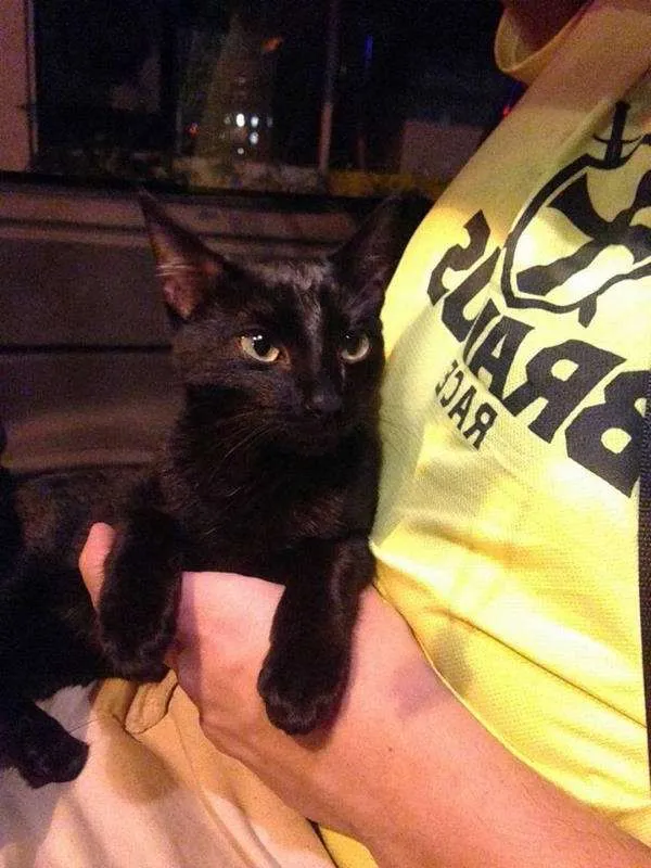 Gato raça SRD idade 2 a 6 meses nome Clarinho