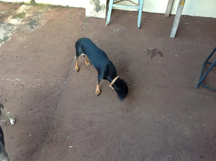 Cachorro ra a RI idade 2 a 6 meses nome Canela