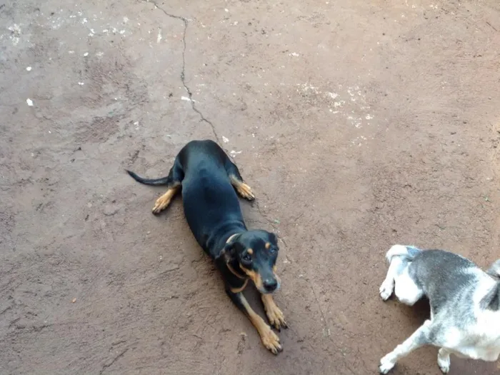 Cachorro ra a RI idade 2 a 6 meses nome Canela