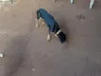 Canela