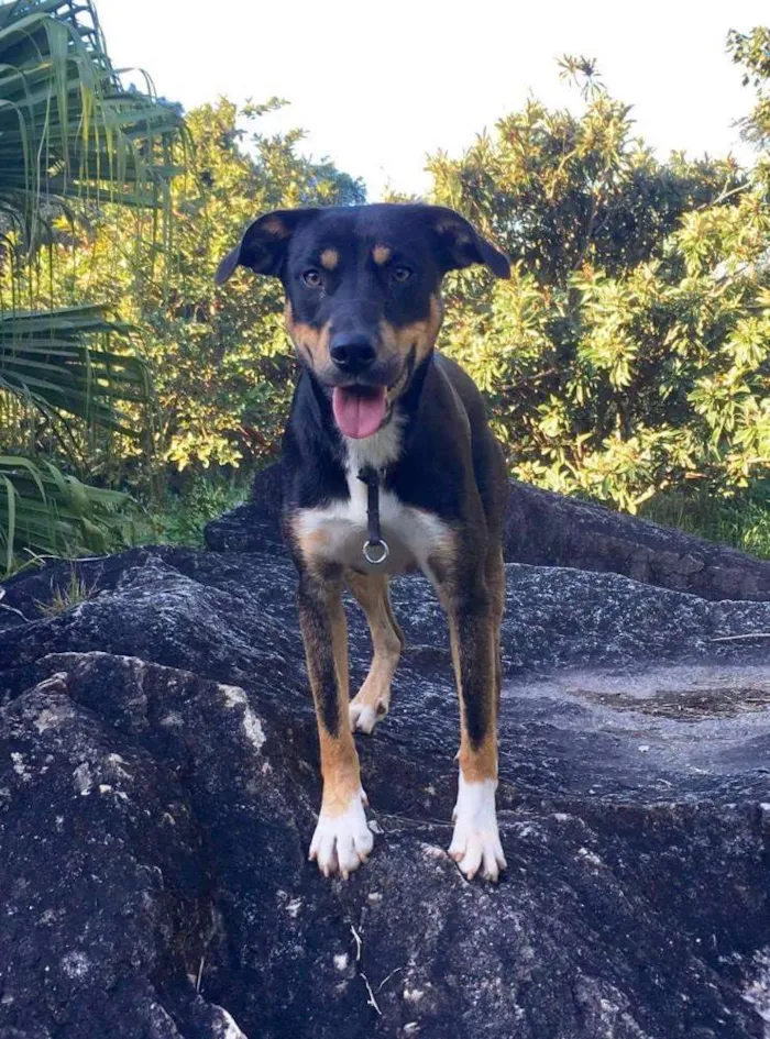 Cachorro ra a Sem raça definida idade 1 ano nome Louie