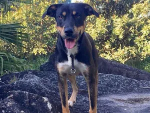 Cachorro raça Sem raça definida idade 1 ano nome Louie