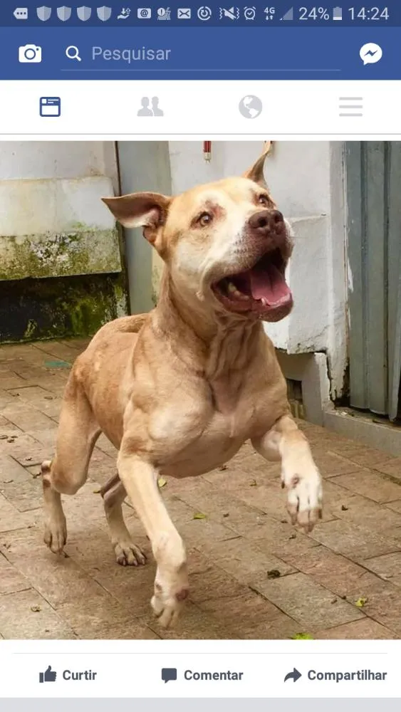 Cachorro ra a Pit bull idade 6 ou mais anos nome Simba