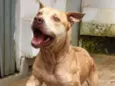 Simba