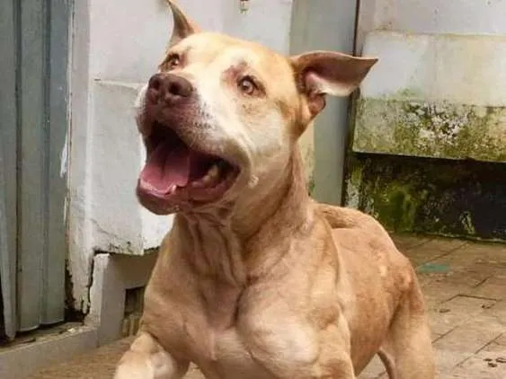 Cachorro ra a Pit bull idade 6 ou mais anos nome Simba