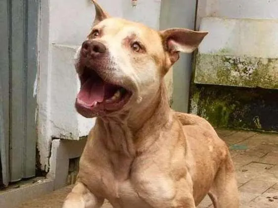 Cachorro ra a Pit bull idade 6 ou mais anos nome Simba