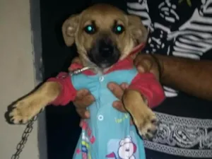 Cachorro raça Vira lata com boxer idade 2 a 6 meses nome Mel
