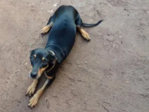 Cachorro raça RI idade 2 a 6 meses nome Canela
