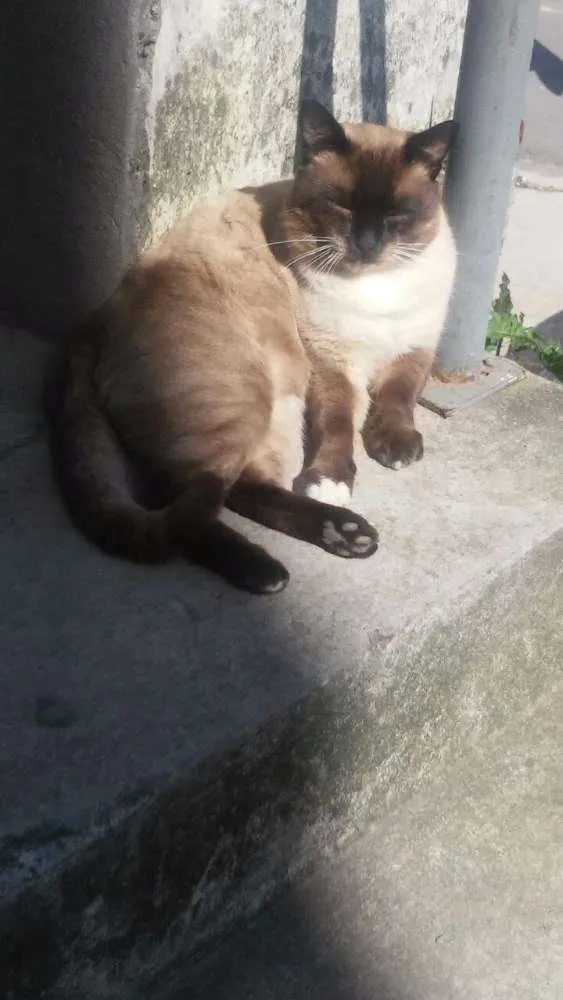 Gato ra a Siamês idade 1 ano nome Theo