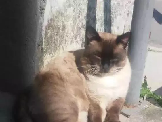 Gato ra a Siamês idade 1 ano nome Theo