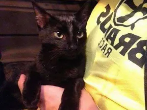 Gato raça SRD idade 2 a 6 meses nome Clarinho