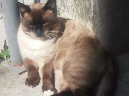 Gato ra a Siamês idade 1 ano nome Theo