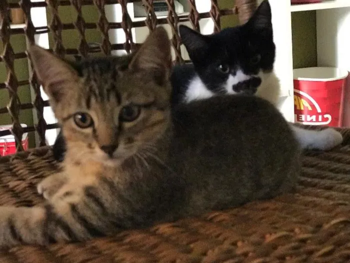 Gato ra a  idade Abaixo de 2 meses nome Pablo/Frajola/Laura