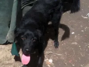 Cachorro raça srd idade 2 anos nome Nego