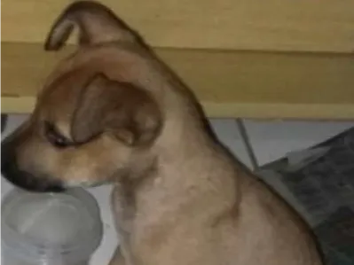 Cachorro ra a não indentificada idade 2 a 6 meses nome sem nome