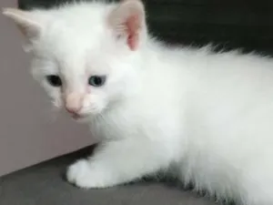 Gato raça Não tem idade Abaixo de 2 meses nome Sem nomes