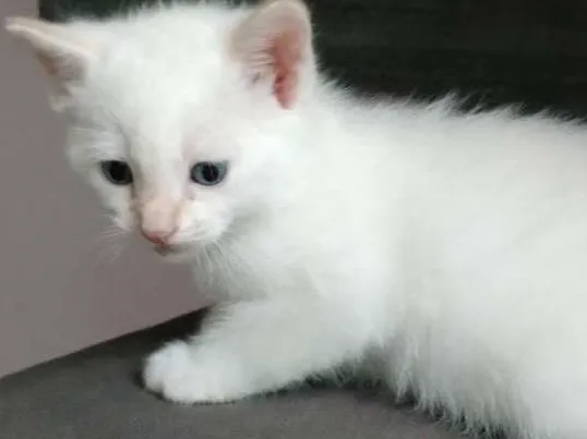 Gato ra a Não tem idade Abaixo de 2 meses nome Sem nomes