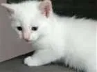 Gato raça Não tem idade Abaixo de 2 meses nome Sem nomes