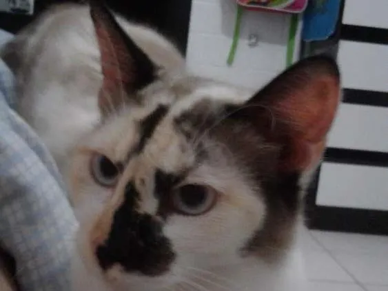 Gato ra a Na definida  idade 7 a 11 meses nome Quiara