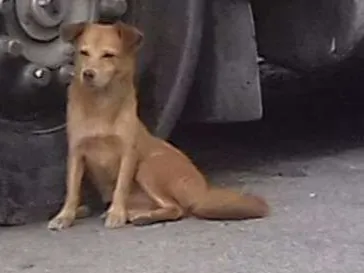 Cachorro raça De rua idade 1 ano nome Hana