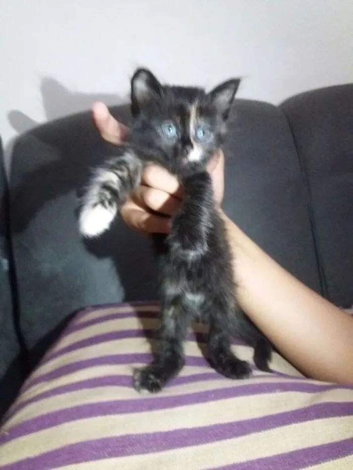 Gato raça Raça Indefinida idade 2 a 6 meses nome Agnes