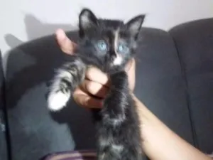 Gato raça Raça Indefinida idade 2 a 6 meses nome Agnes