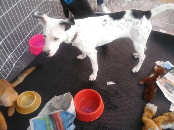 Cachorro ra a Srd idade 7 a 11 meses nome Frida